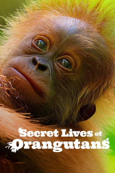 Cuộc sống bí mật của đười ươi - Secret Lives of Orangutans (2024) Cuộc sống bí mật của đười ươi - Secret Lives of Orangutans (2024)
